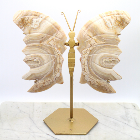 Crazy Lace Agate Butterfly Display